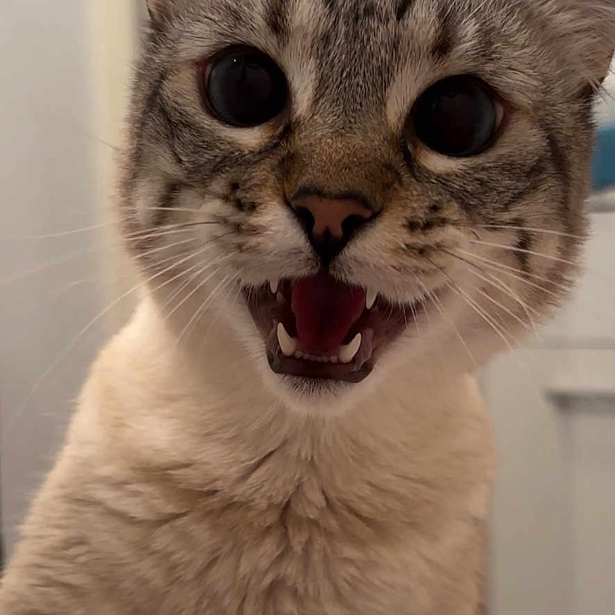 Ruby participe au concours pour gagner de l'argent avec cette photo : animal, cat, close_up, curious, cute, domestic_cat, expressive, face, feline, fur, indoor, mammal, open_mouth, pet, playful, portrait, tabby, whiskers, wide_eyes, young_cat