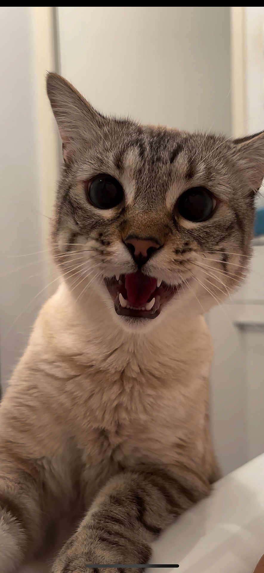 Ruby participe au concours pour gagner de l'argent avec cette photo : cat, close_up, wide_eyes, open_mouth, fur, indoor, pet, animal, tabby, whiskers, cute, face, expressive, curious, domestic_cat, mammal, feline, portrait, playful, young_cat