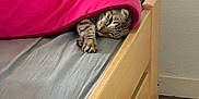 Ruby a rejoint le concours — aidez-le/la à gagner de superbes lots ! cat, tabby, blanket, bed, wooden_bedframe, sleeping, cozy, paw, indoor, resting, feline, pet, gray_bed_sheet, pink, relaxed, cute, animal, comfort, home, nap