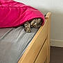 cat, tabby, blanket, bed, wooden_bedframe, sleeping, cozy, paw, indoor, resting, feline, pet, gray_bed_sheet, pink, relaxed, cute, animal, comfort, home, nap