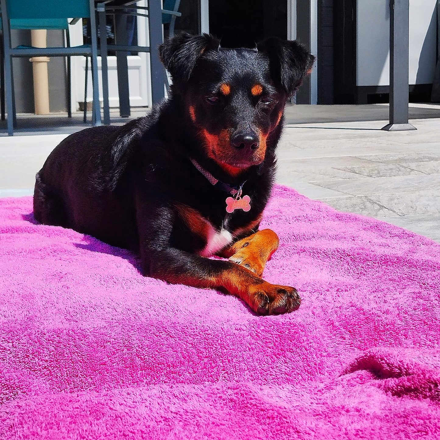 Poop a rejoint le concours — aidez-le/la à gagner de superbes lots ! animal, black_dog, calm, collar, daylight, dog, dog_tag, domestic_animal, furniture, house, lying_down, outdoor, patio, paw, pet, pink_towel, relaxed, sunlight, tan_markings, towel