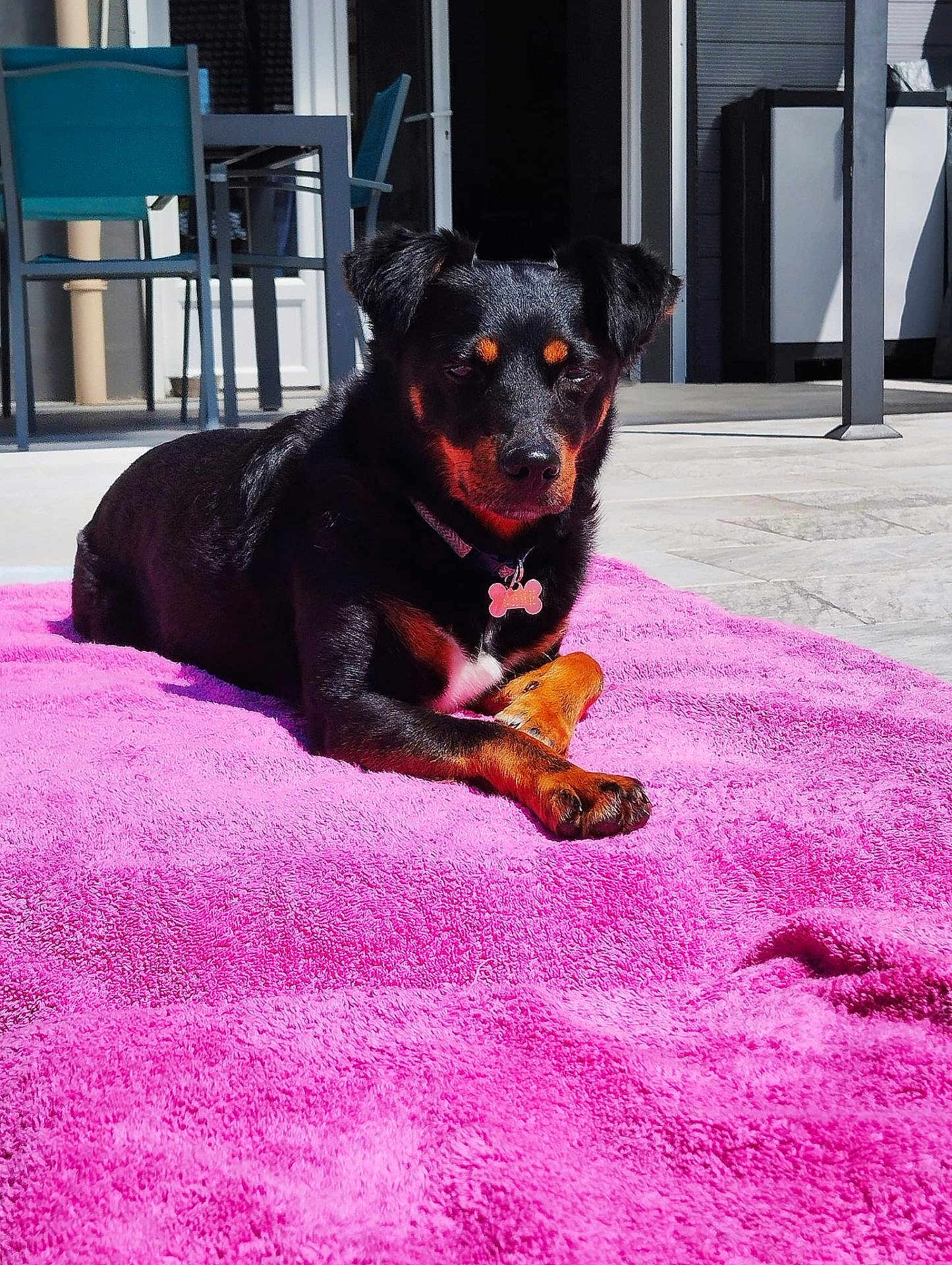 Poop a rejoint le concours — aidez-le/la à gagner de superbes lots ! dog, black_dog, tan_markings, pet, outdoor, sunlight, towel, pink_towel, relaxed, lying_down, patio, furniture, house, collar, dog_tag, paw, calm, daylight, animal, domestic_animal