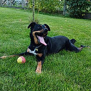 Poop participe au concours pour gagner de l'argent avec cette photo : dog, grass, ball, outdoor, pet, canine, playful, tongue_out, happy, summer, yard, tree, fence, nature, animal, greenery, collar, daylight, relaxed, mammal