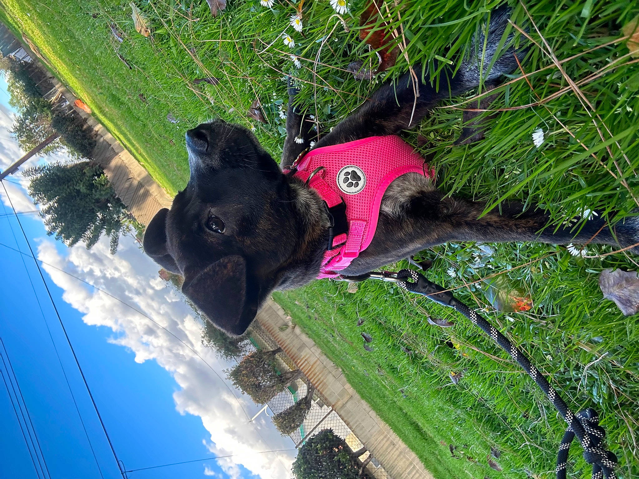 Suki is registered to the contest to win money with this photo: adventure, automotive_wheel_system, canidae, dog, dog_breed, extreme_sport, fun, grass, landscape, leisure, organism, plant, recreation, sky, slope, tree, water, wheel, working_animal, world