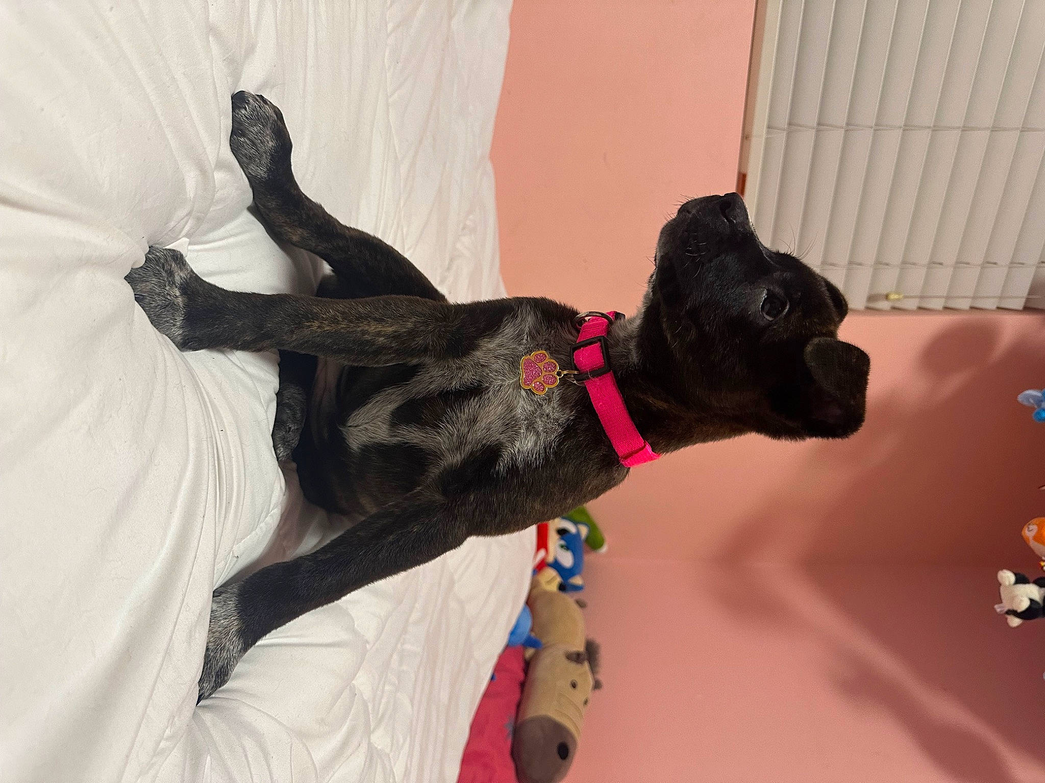 Suki is registered to the contest to win money with this photo: canidae, carmine, carnivore, collar, companion_dog, dog, dog_breed, dog_collar, dog_supply, fawn, fur, gesture, leash, paw, pet_supply, snout, sporting_group, tail, whiskers, working_animal