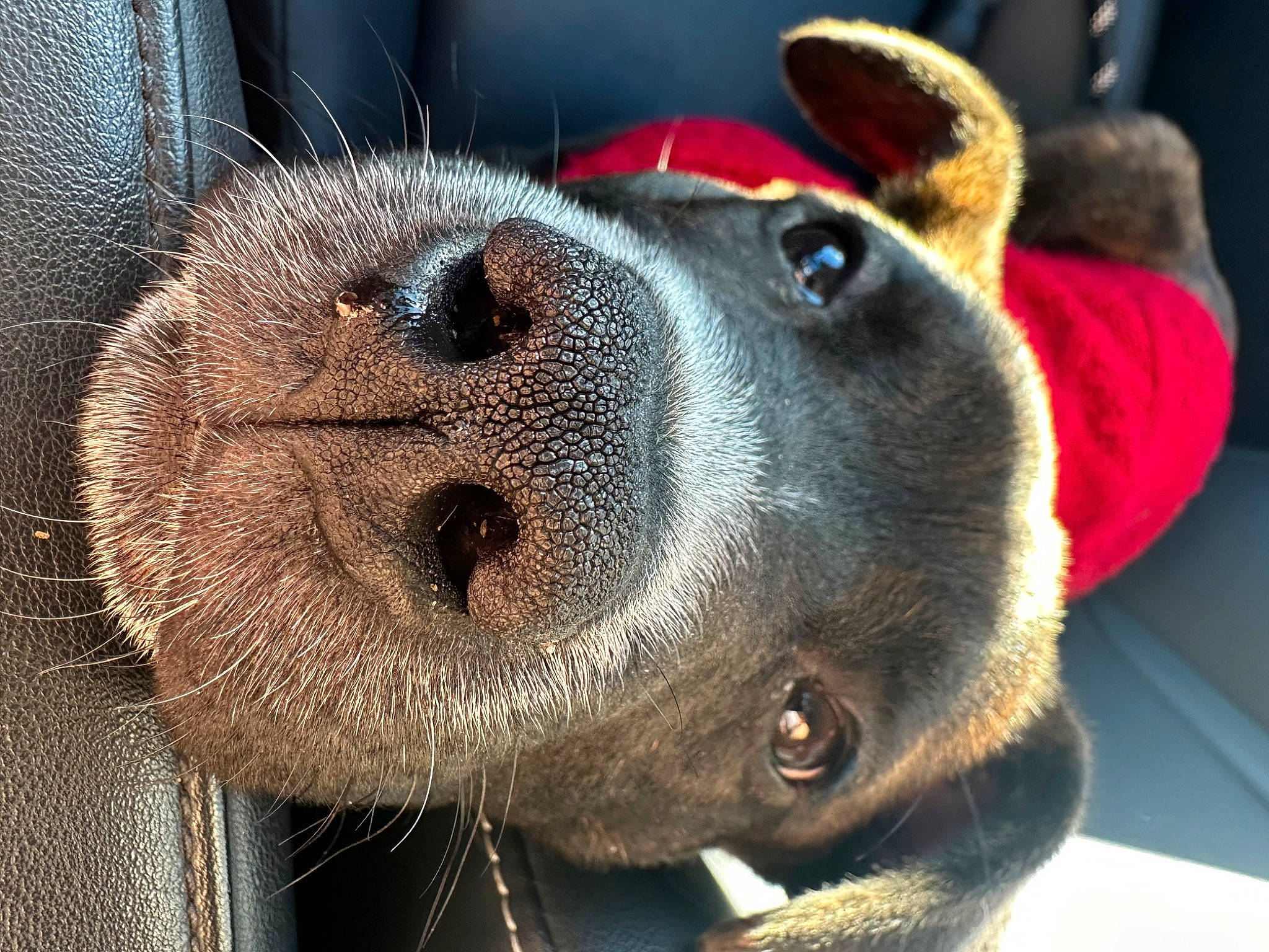 Suki is registered to the contest to win money with this photo: animal_shelter, cage, carnivore, collar, companion_dog, dog, dog_breed, fawn, fur, liver, mesh, metal, pet_supply, snout, sporting_group, terrestrial_animal, whiskers, working_animal