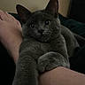 affection, animal, arm, cat, close_up, companion, cozy, curious_eyes, cute, dim_light, domestic, feline, friendship, gray_cat, human, indoor, paw, pet, relaxing, touch