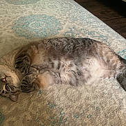 Freya joined the competition — help win amazing prizes! cat, tabby, lying_down, relaxed, indoor, carpet, patterned_rug, fur, pet, animal, cute, whiskers, playful, paws, curious, resting, mammal, domestic, sleepy, cozy
