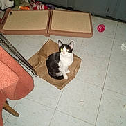 Spirit joined the competition — help win amazing prizes! cat, black_and_white, paper_bag, floor, tile_floor, cat_toy, scratching_pad, cabinet, indoor, pet, animal, reflection, flash, toy_ball, feline, sitting, domestic_cat, household, play, crumpled_paper