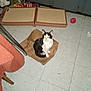 cat, black_and_white, paper_bag, floor, tile_floor, cat_toy, scratching_pad, cabinet, indoor, pet, animal, reflection, flash, toy_ball, feline, sitting, domestic_cat, household, play, crumpled_paper