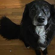 Kiwi joined the competition — help win amazing prizes! animal, black_dog, canine, companion, cute, dog, domestic_animal, floor, fur, house, indoor, looking_up, mammal, pet, portrait, shoes, sitting, tail, white_markings, wooden_floor