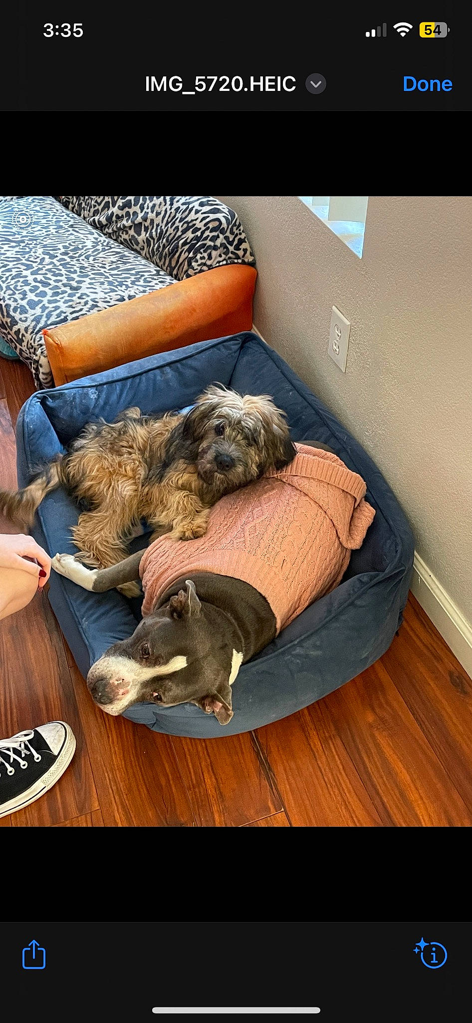 Gus joined the competition — help win amazing prizes! canidae, carnivore, comfort, companion_dog, couch, dog, dog_bed, dog_breed, dog_supply, fawn, floor, flooring, fur, hardwood, pet_supply, sitting, sporting_group, toy_dog, wood, wood_flooring