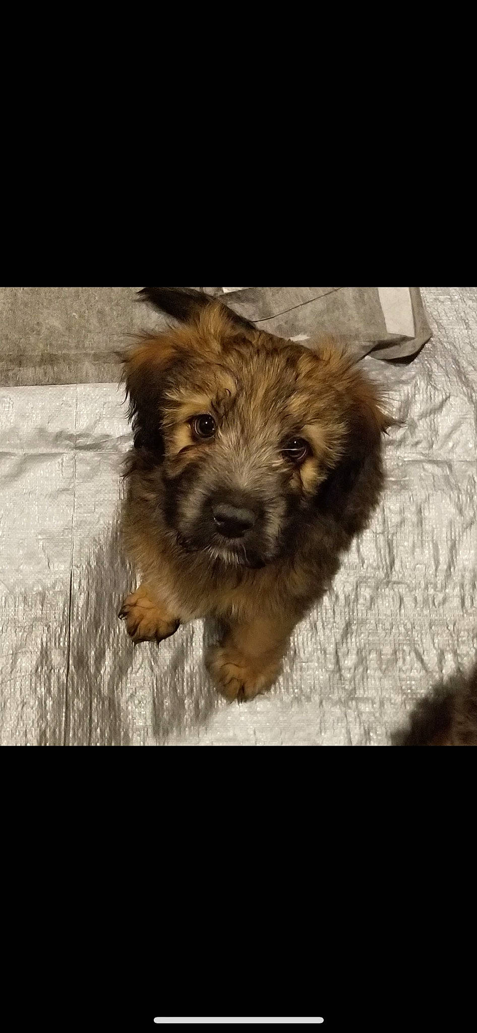 Gus joined the competition — help win amazing prizes! carnivore, companion_dog, dog, dog_breed, fur, liver, small_terrier, snout, soil, terrestrial_animal, terrier, toy_dog, water_dog, wood, working_animal, working_terrier