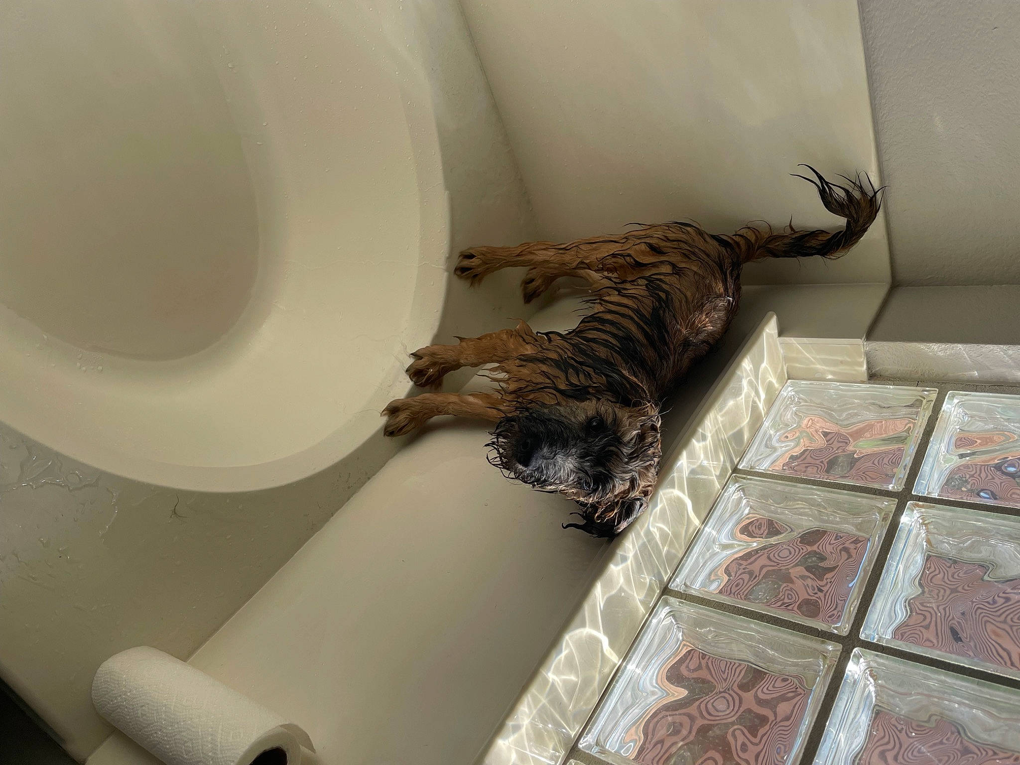 Gus is registered to the contest to win money with this photo: architecture, bathroom, building, ceiling, comfort, couch, felidae, floor, flooring, hardwood, interior_design, living_room, plumbing, plumbing_fixture, room, tail, terrestrial_animal, toilet, window, wood