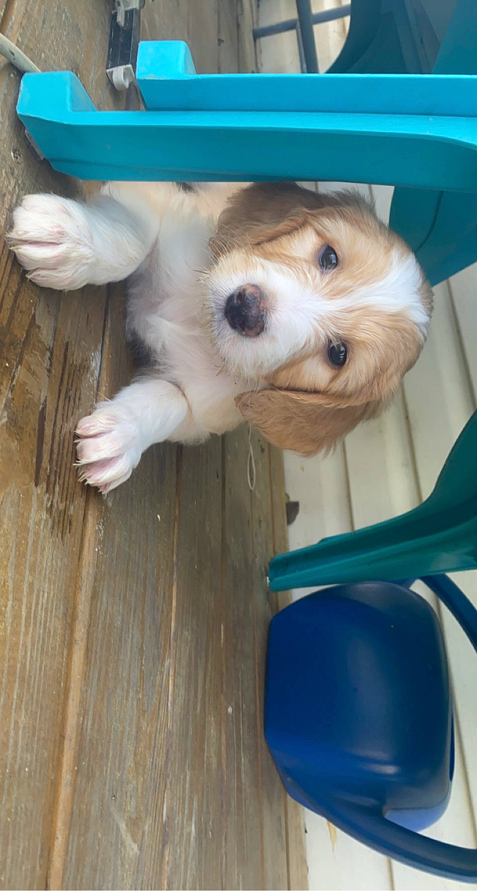 Loki joined the competition — help win amazing prizes! ball, canidae, carnivore, companion_dog, dog, dog_breed, dog_supply, fawn, flooring, fur, hardwood, labradoodle, snout, sporting_group, stuffed_toy, toy, toy_dog, wood, wood_stain, working_animal