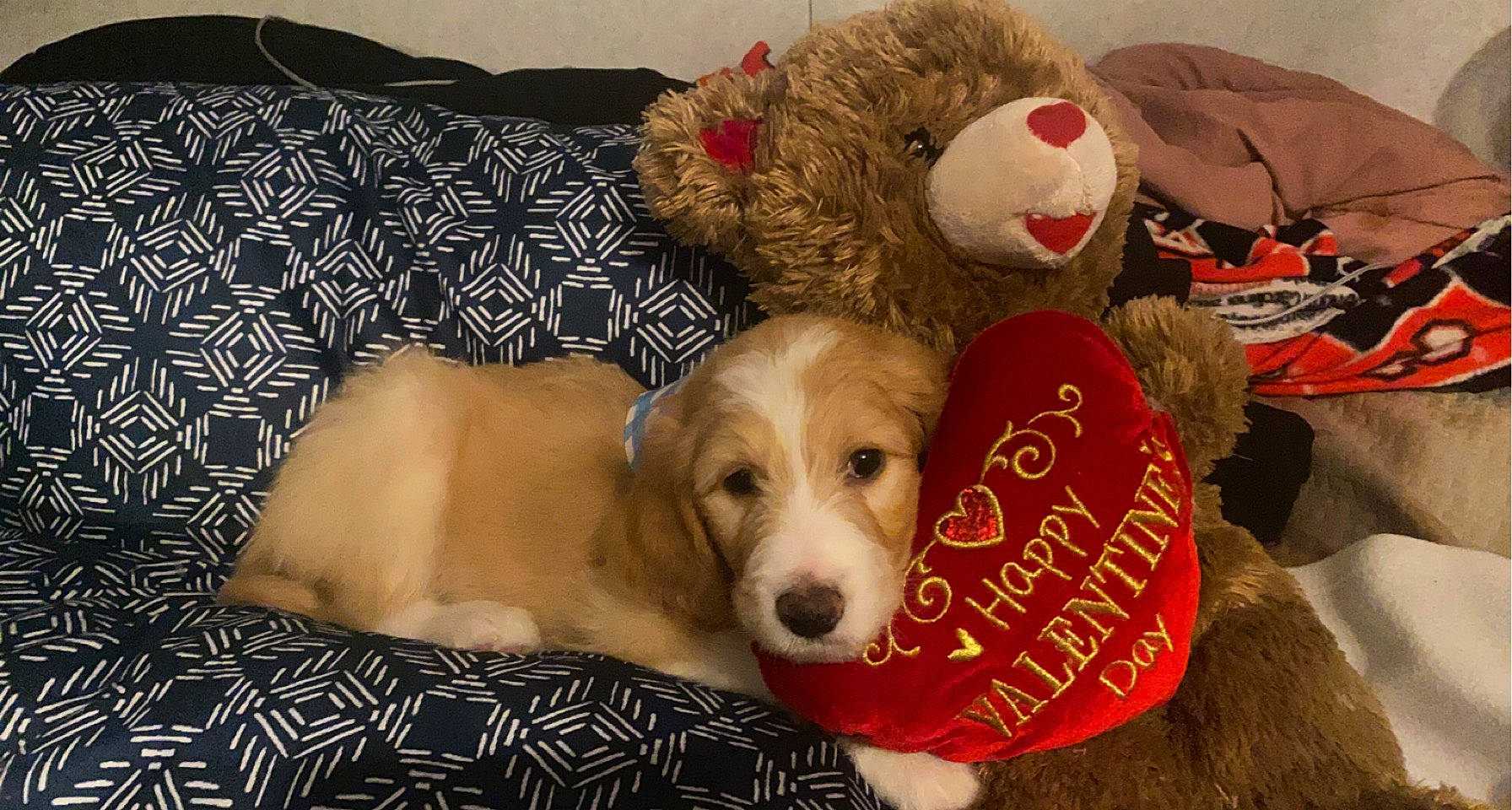 Loki is registered to the contest to win money with this photo: canidae, carnivore, comfort, companion_dog, couch, dog, dog_breed, dog_supply, fawn, flooring, fur, paw, pet_supply, plush, snout, sofa_bed, sporting_group, stuffed_toy, teddy_bear, toy