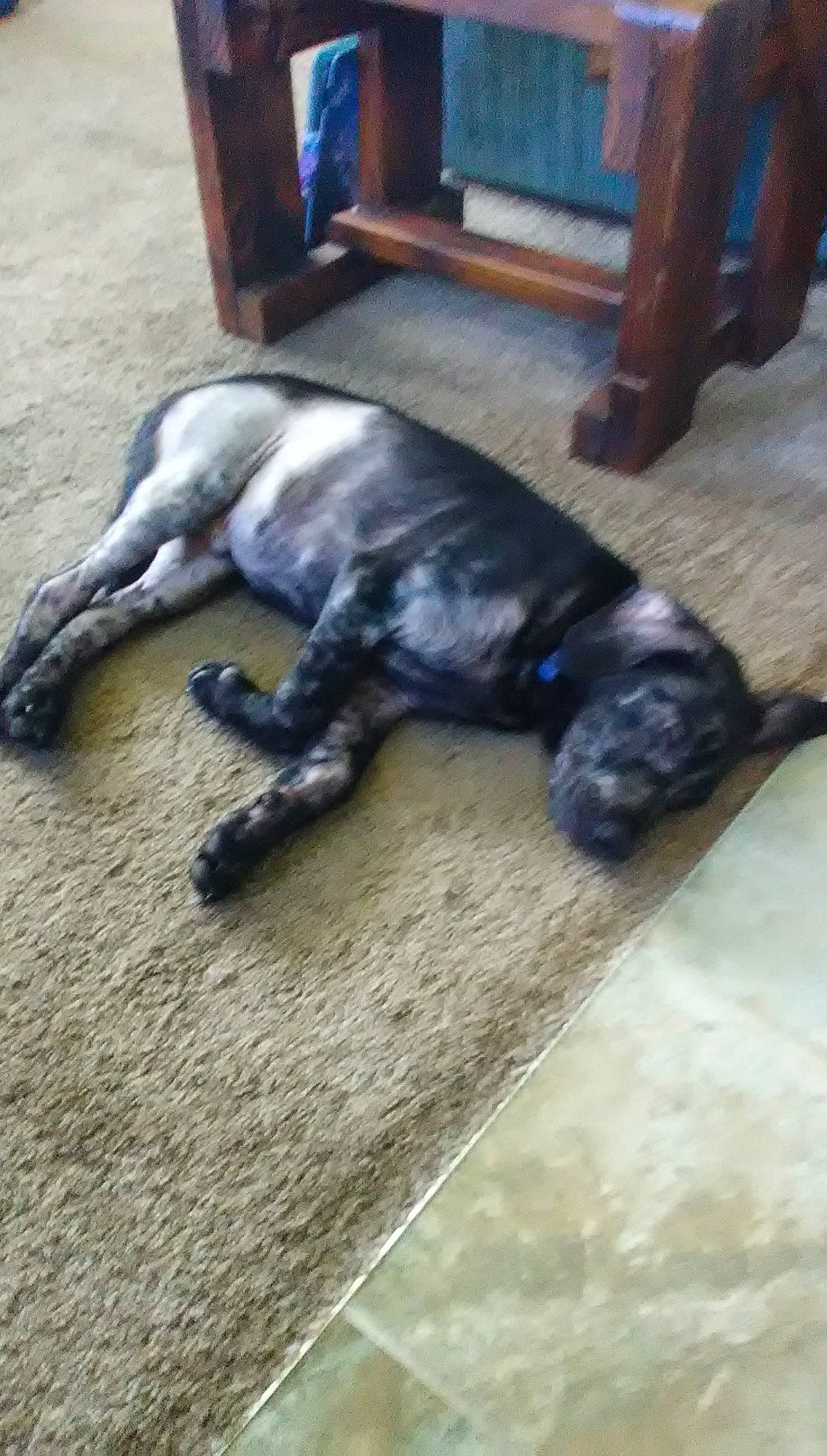 Harley joined the competition — help win amazing prizes! canidae, carnivore, comfort, companion_dog, dog, dog_breed, fawn, flooring, fur, guard_dog, hardwood, liver, snout, sporting_group, tail, terrestrial_animal, treeing_tennessee_brindle, working_animal