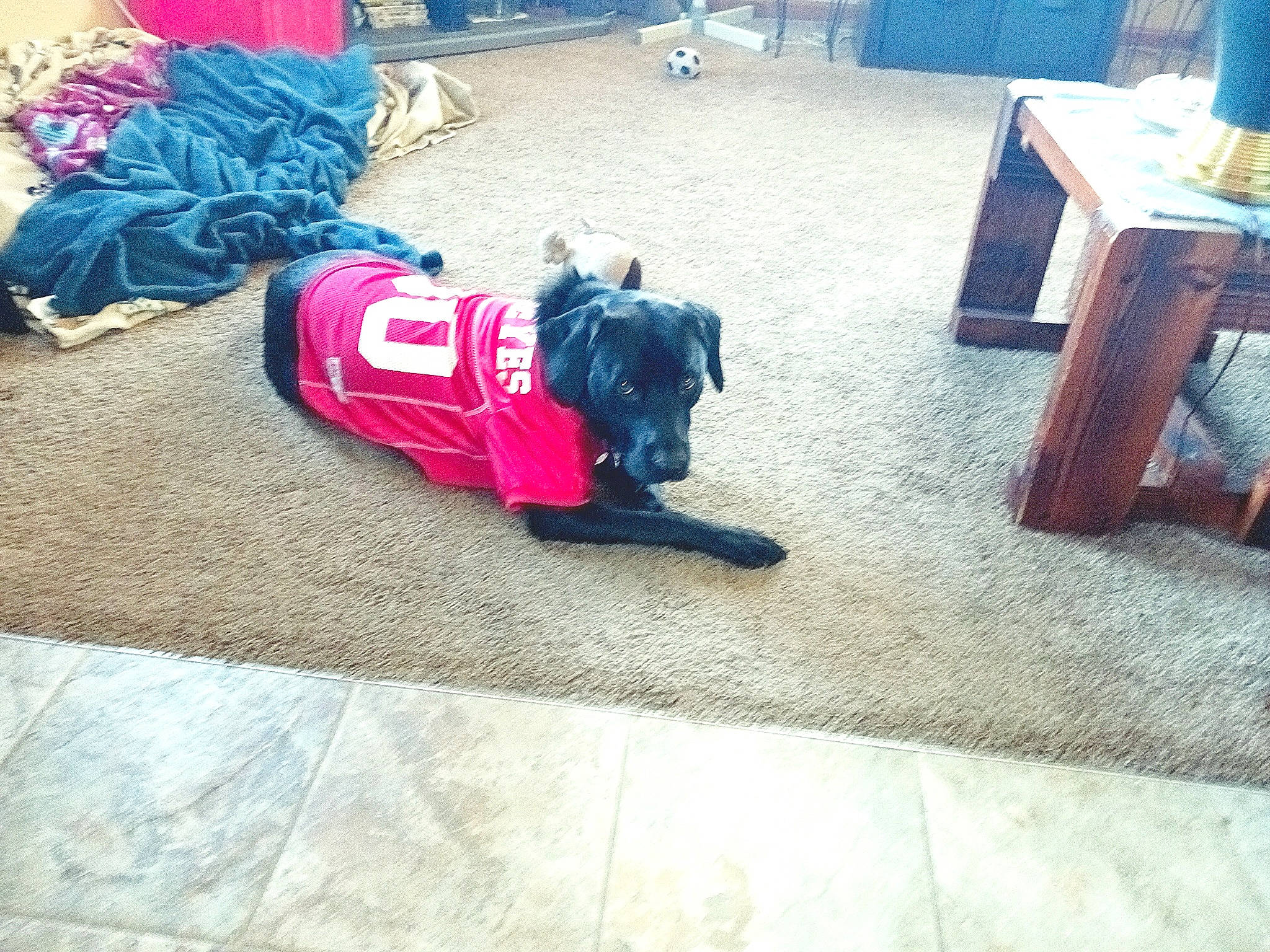 Harley is registered to the contest to win money with this photo: carmine, carnivore, companion_dog, dog, dog_breed, dog_supply, electric_blue, fashion_accessory, floor, flooring, fur, grass, magenta, mammal, metal, snout, sporting_group, tints_and_shades, vertebrate, working_animal