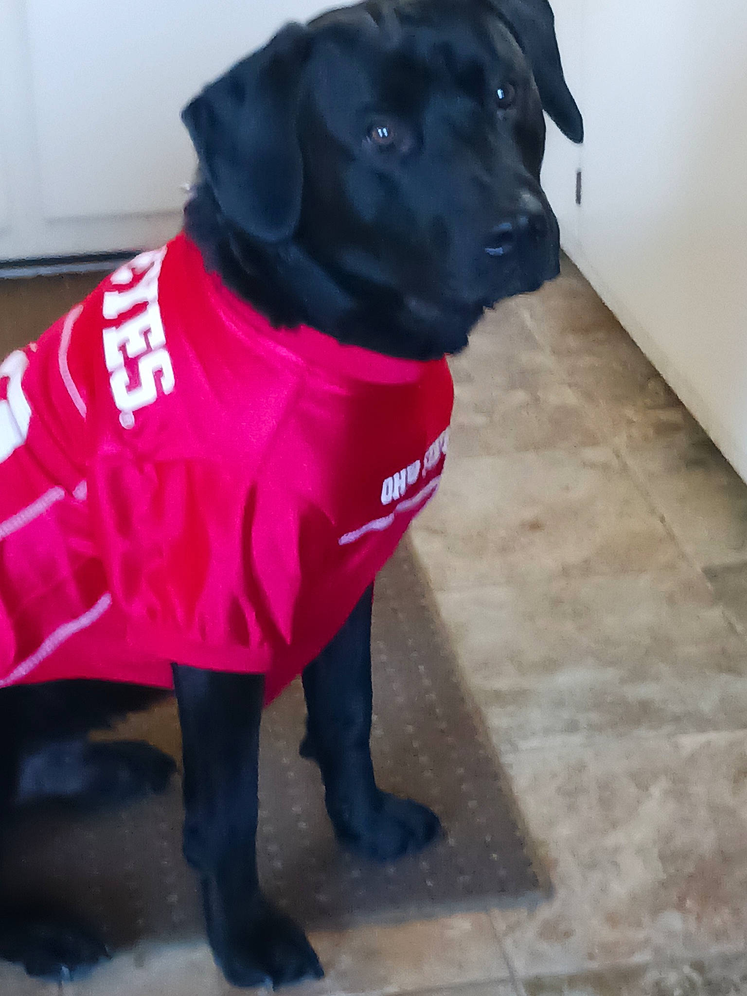 Harley joined the competition — help win amazing prizes! borador, canidae, carmine, carnivore, collar, companion_dog, dog, dog_breed, dog_clothes, dog_collar, dog_supply, fur, grey, leash, personal_protective_equipment, pet_supply, sleeve, snout, sporting_group, working_animal