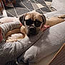 dog, sunglasses, couch, blanket, arm, sweater, indoor, carpet, pattern, wooden_chair, relaxing, pet, furniture, cozy, resting, home, living_room, comfort, animal, companion