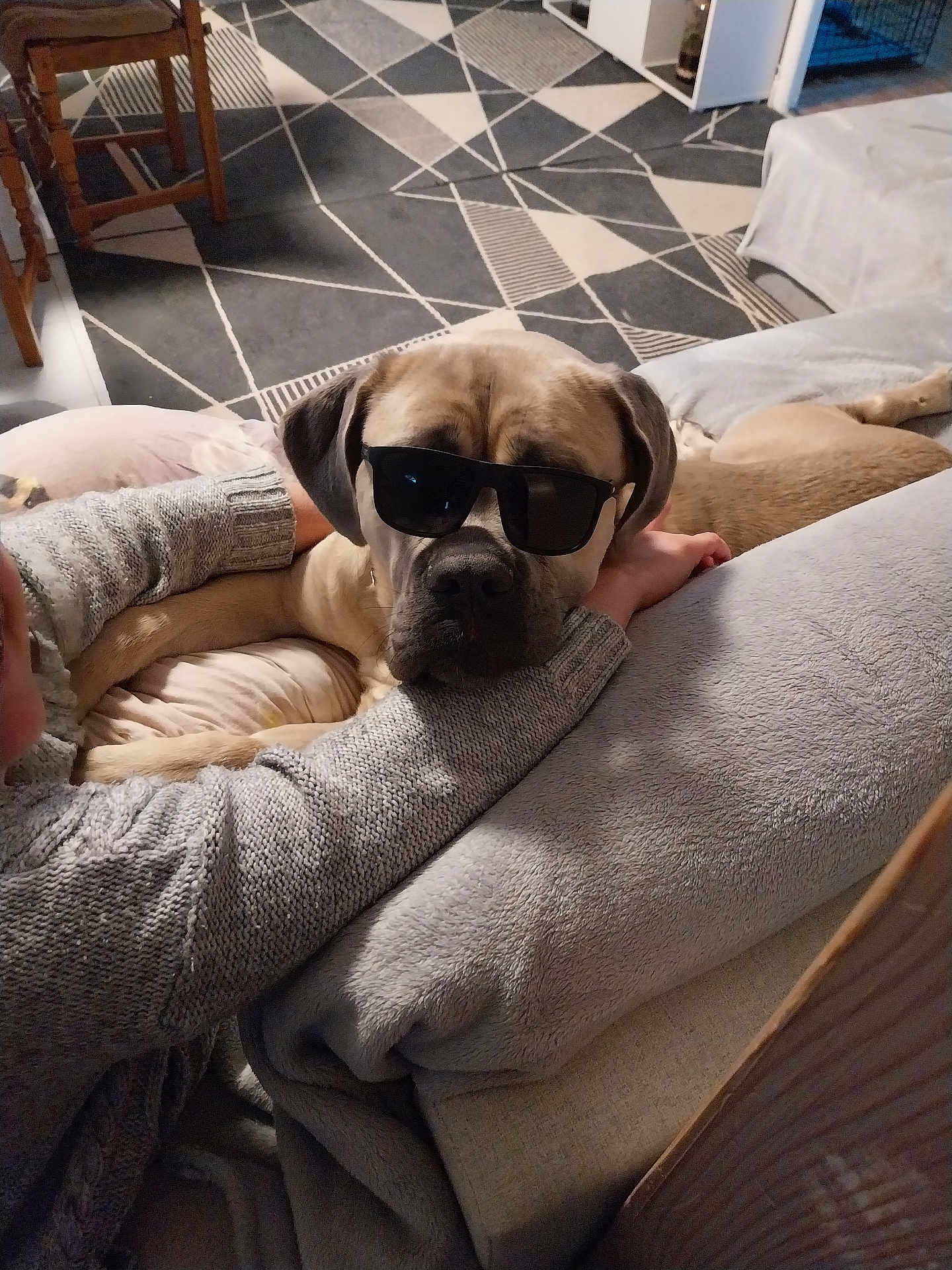 Uxana a rejoint le concours — aidez-le/la à gagner de superbes lots ! dog, sunglasses, couch, blanket, arm, sweater, indoor, carpet, pattern, wooden_chair, relaxing, pet, furniture, cozy, resting, home, living_room, comfort, animal, companion