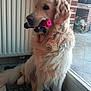 golden_retriever, dog, indoor, pet, toy, pink_toy, sitting, fur, window, brick_wall, radiator, floor_tile, mat, animal, mammal, companion, cute, domestic, looking_out, calm