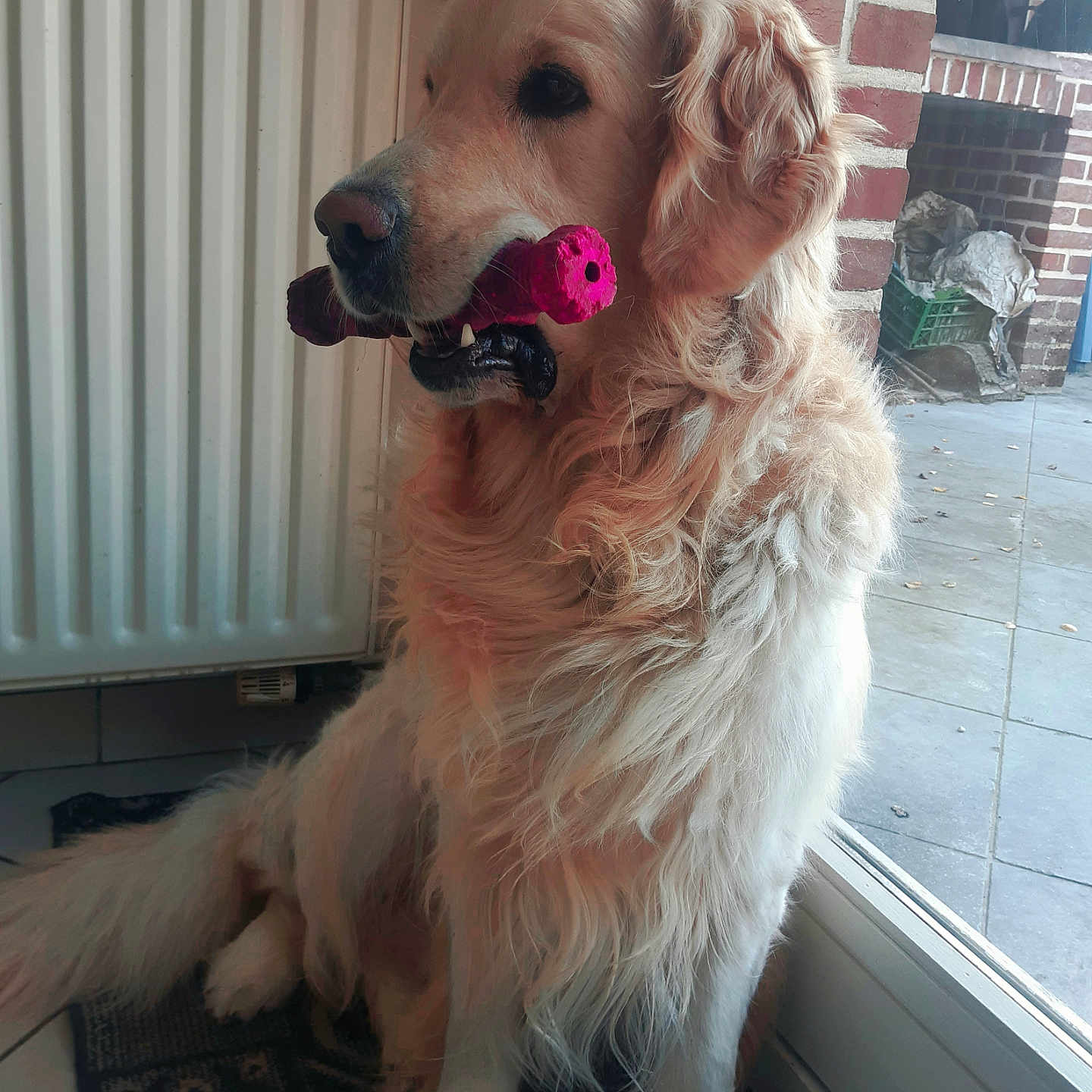 Simba participe au concours pour gagner de l'argent avec cette photo : animal, brick_wall, calm, companion, cute, dog, domestic, floor_tile, fur, golden_retriever, indoor, looking_out, mammal, mat, pet, pink_toy, radiator, sitting, toy, window