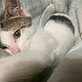 Sugarbear D. Jones is registered to the contest to win money with this photo: cat, close_up, sleepy, paw, blanket, white, tabby, fur, pet, cozy, indoor, resting, cute, animal, whiskers, nose, face, soft, comfort, relaxation