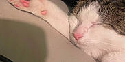 Sugarbear D. Jones is registered to the contest to win money with this photo: cat, sleeping, paw, pink_paw_pads, white_fur, tabby_fur, close_up, relaxed, indoor, pet, animal, cozy, cute, whiskers, face, nose, ears, soft_lighting, resting, feline