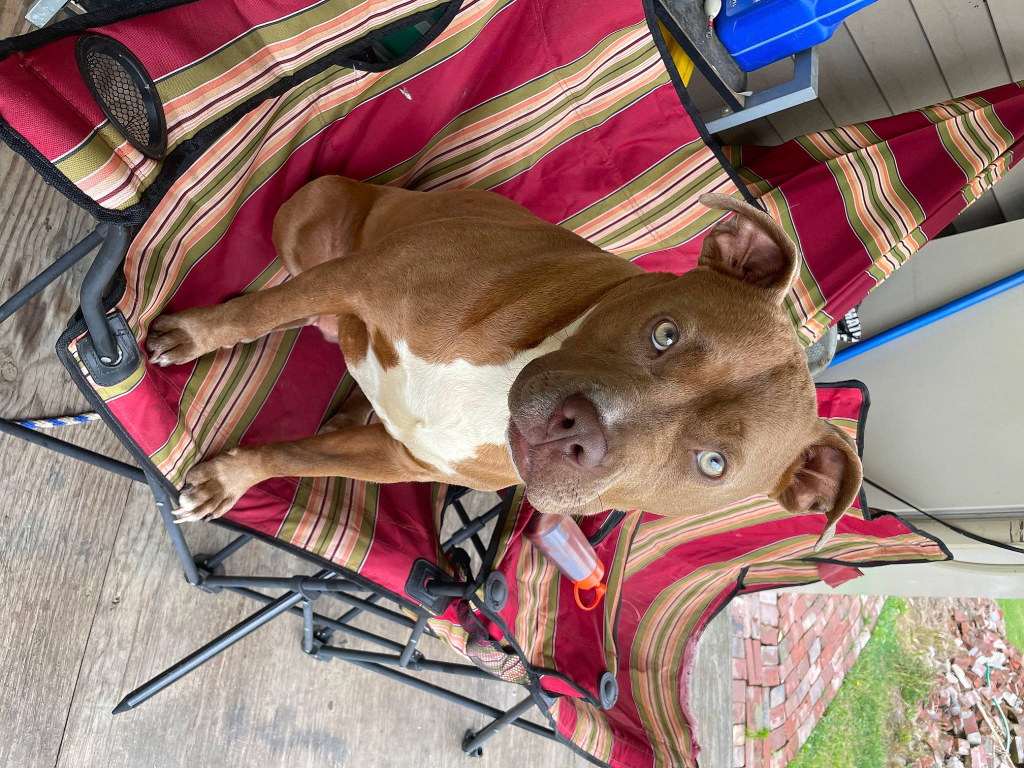 Chino is registered to the contest to win money with this photo: carnivore, collar, comfort, companion_dog, dog, dog_breed, dog_supply, fawn, fur, liver, mammal, pet_supply, snout, sporting_group, tail, terrestrial_animal, vertebrate, whiskers, wood, working_animal