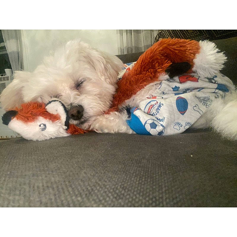Kasper joined the competition — help win amazing prizes! bichon, canidae, carnivore, cavachon, cavapoo, cockapoo, companion_dog, coton_de_tulear, dog, dog_breed, havanese, kyi_leo, lhasa_apso, maltepoo, maltese, mammal, petit_basset_griffon_vendeen, puppy, puppy_love, shih_tzu