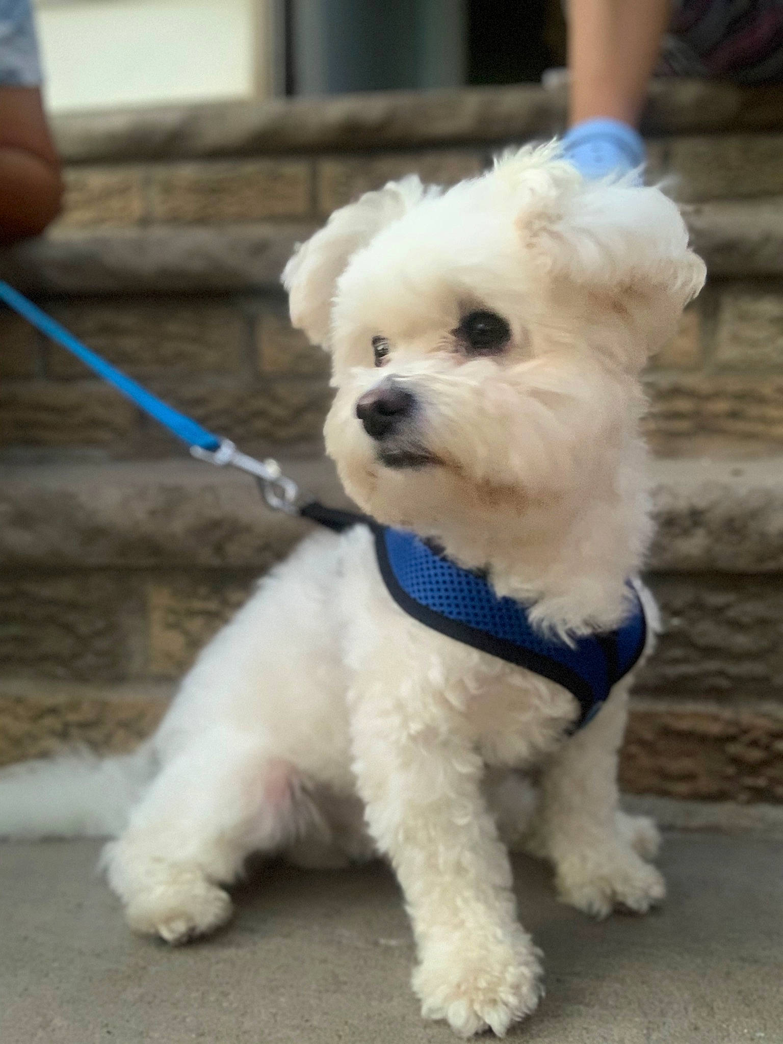 Kasper is registered to the contest to win money with this photo: bichon, bichon_frise, bolognese, bolonka, canidae, carnivore, companion_dog, dog, dog_breed, havanese, maltepoo, maltese, mammal, non_sporting_group, poodle_crossbreed, puppy, snout, toy_dog, toy_poodle, vertebrate