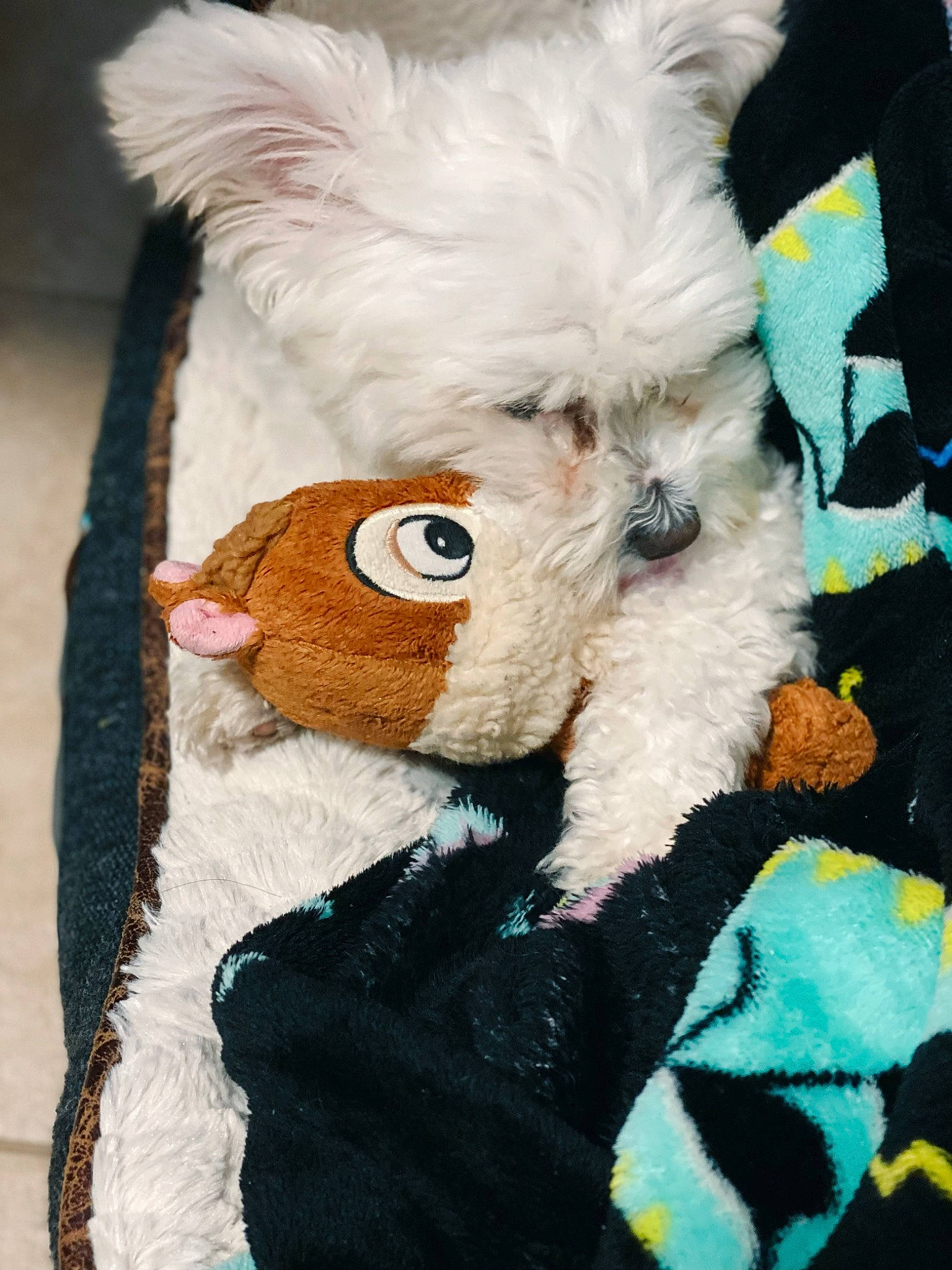 Kasper is registered to the contest to win money with this photo: canidae, companion_dog, dog_clothes, ear, fur, plush, puppy, stuffed_toy, textile, toy