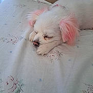 Missy is registered to the contest to win money with this photo: dog, sleeping, bed, white_fur, pink_ears, pet, indoor, fluffy, resting, cute, animal, canine, collar, closeup, peaceful, cozy, domestic, fur, snout, paw