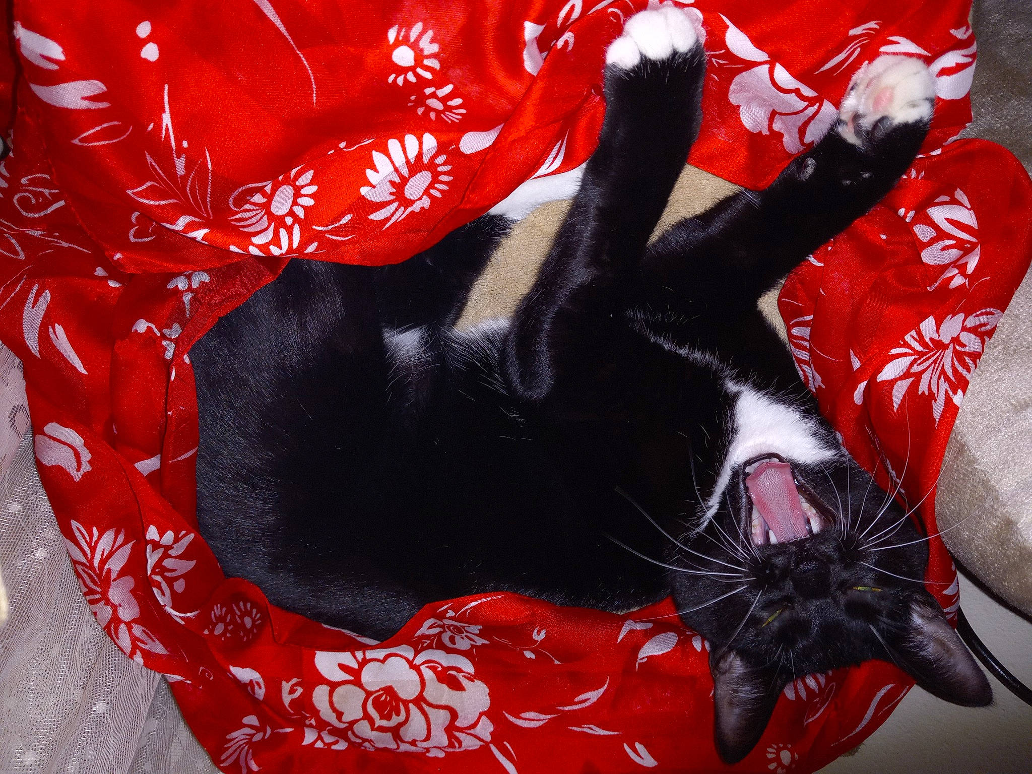 Soxy Roxy is registered to the contest to win money with this photo: bag, bean_bag, black, black_cat, carmine, carnivore, cat, cat_supply, comfort, fashion_accessory, felidae, fur, linens, luggage_and_bags, material_property, pattern, red, small_to_medium_sized_cats, tail, whiskers