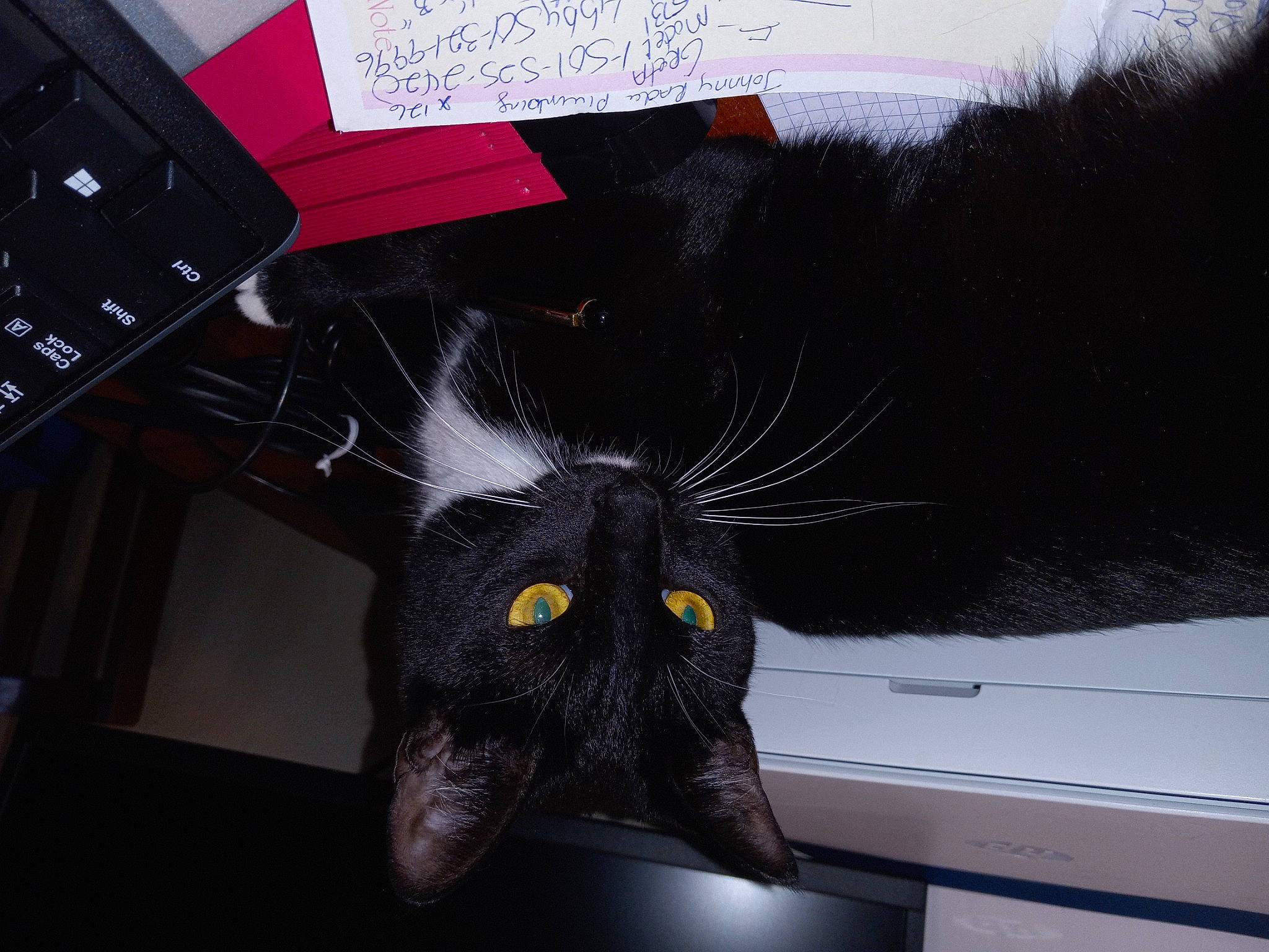 Soxy Roxy is registered to the contest to win money with this photo: black, black_cat, carnivore, cat, comfort, computer_keyboard, desk, domestic_short_haired_cat, felidae, fur, handwriting, input_device, peripheral, plant, small_to_medium_sized_cats, snout, table, tail, vertebrate, whiskers