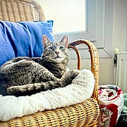 Petit Gris participe au concours pour gagner de l'argent avec cette photo : animal, blanket, blue_pillow, cat, cozy, cushion, domestic, feline, fur, furniture, gray_tabby, home, indoor, natural_light, pet, relaxed, tail, whiskers, wicker_chair, window
