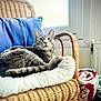 animal, blanket, blue_pillow, cat, cozy, cushion, domestic, feline, fur, furniture, gray_tabby, home, indoor, natural_light, pet, relaxed, tail, whiskers, wicker_chair, window