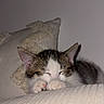 Minnie a rejoint le concours — aidez-le/la à gagner de superbes lots ! kitten, cat, sleeping, cozy, pillow, indoor, closeup, pet, fur, whiskers, cute, resting, domestic_animal, small, tabby, soft_texture, nap, peaceful, animal, young