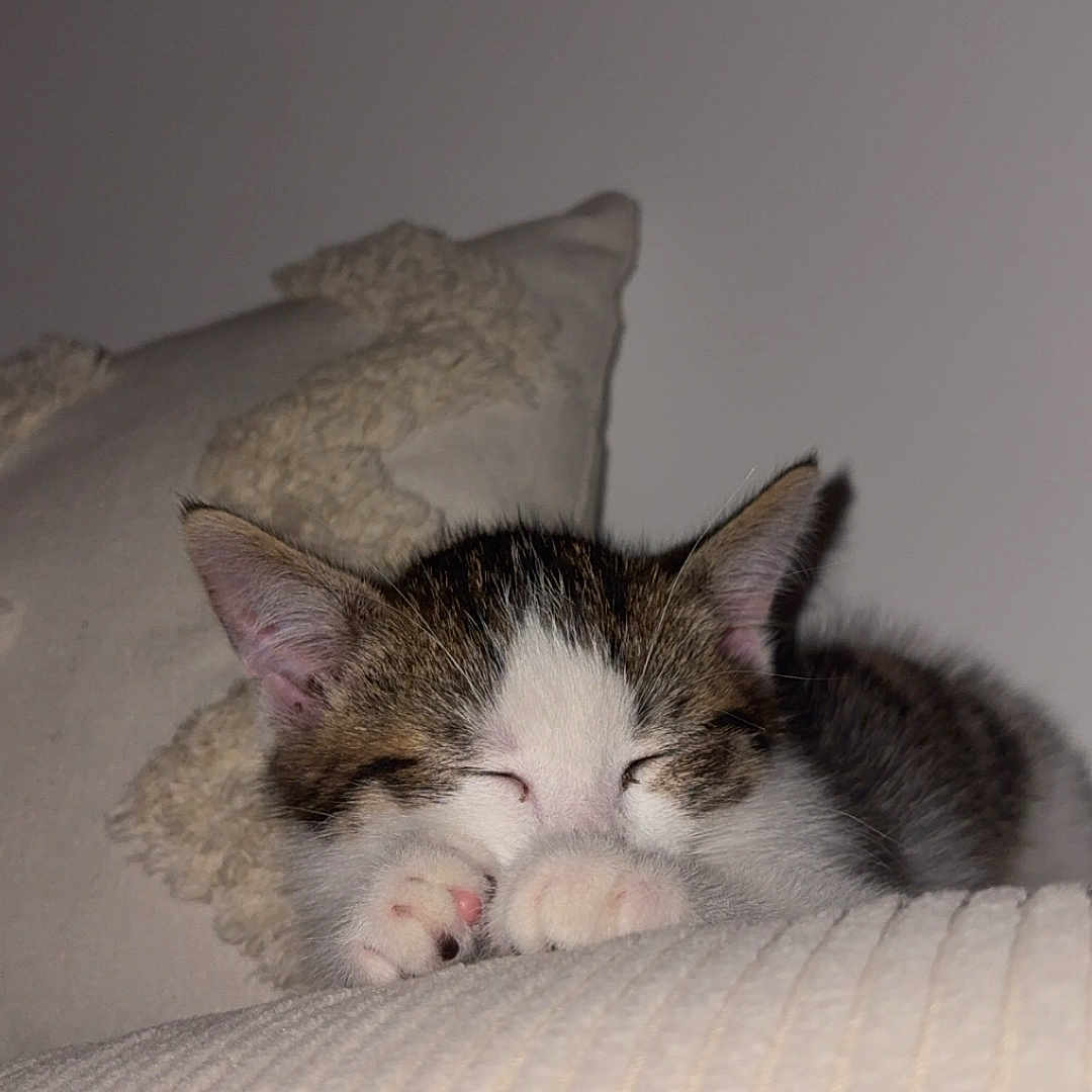 Minnie