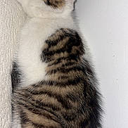 Minnie participe au concours pour gagner de l'argent avec cette photo : kitten, cat, sleeping, fur, striped, white, brown, black, pet, animal, cute, resting, soft, young, indoor, cozy, loaf, side_view, texture, blanket