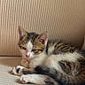 Minnie a rejoint le concours — aidez-le/la à gagner de superbes lots ! kitten, cat, animal, pet, sleepy, fur, paw, couch, furniture, indoor, cozy, resting, striped, white, brown, black, cute, small, young, relaxed