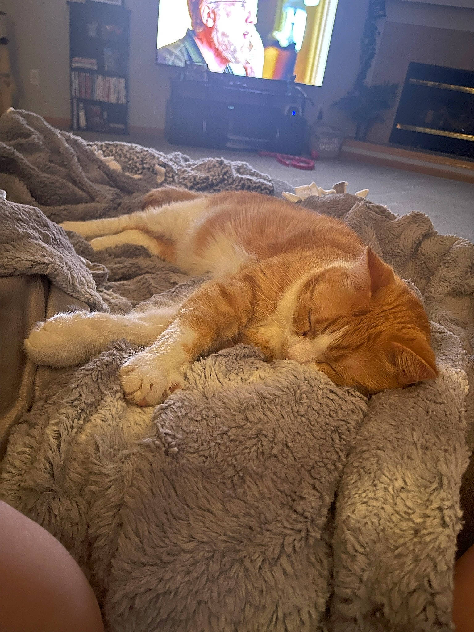 River joined the competition — help win amazing prizes! art, bed, carnivore, cat, cloud, comfort, companion_dog, duvet, fawn, felidae, fur, human_leg, linens, picture_frame, small_to_medium_sized_cats, tail, television, whiskers, wood, wrinkle