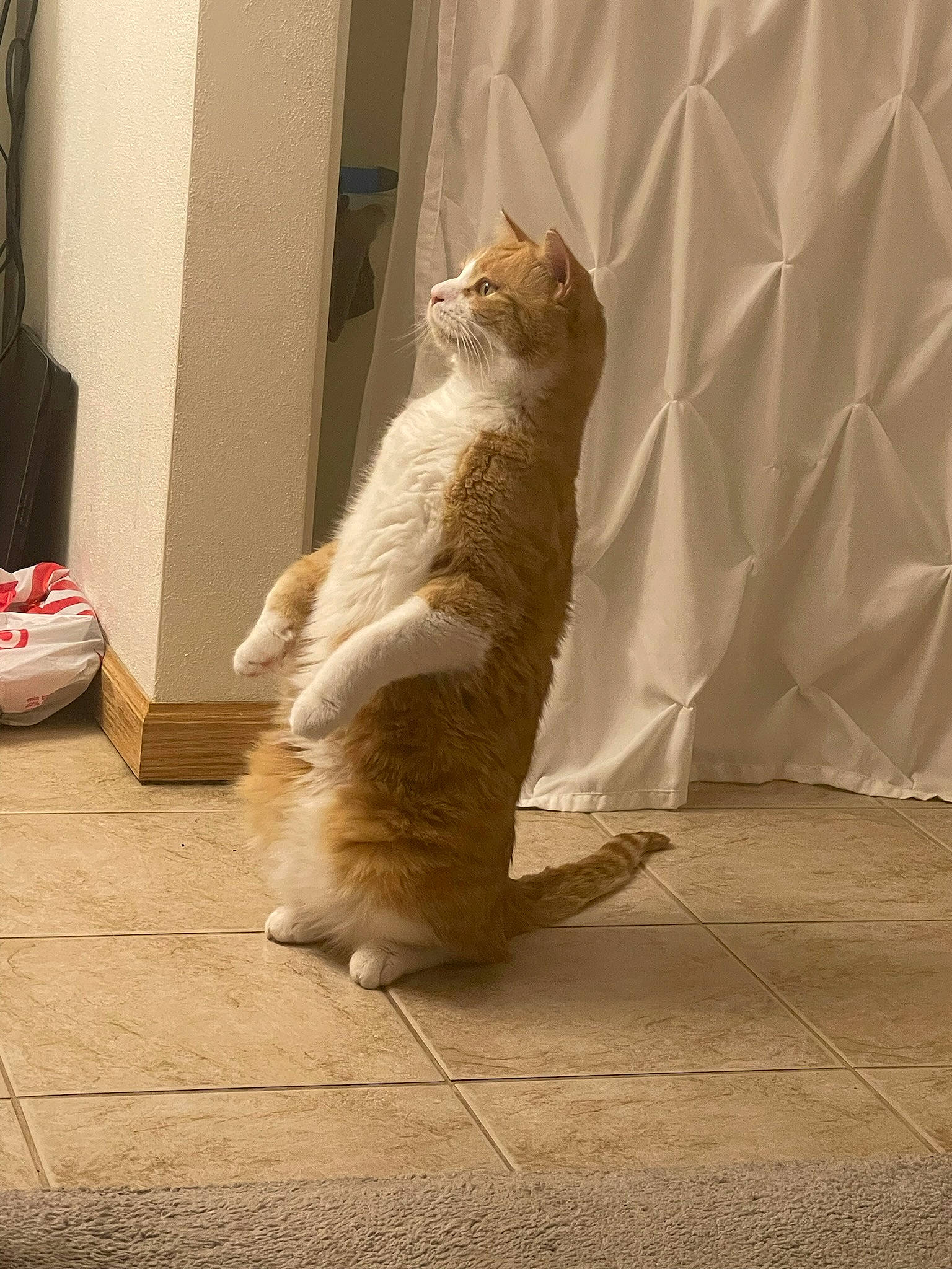 River is registered to the contest to win money with this photo: brown, carnivore, cat, domestic_short_haired_cat, fawn, felidae, floor, flooring, fur, hardwood, human_leg, paw, shadow, small_to_medium_sized_cats, snout, tail, tints_and_shades, whiskers, window, wood