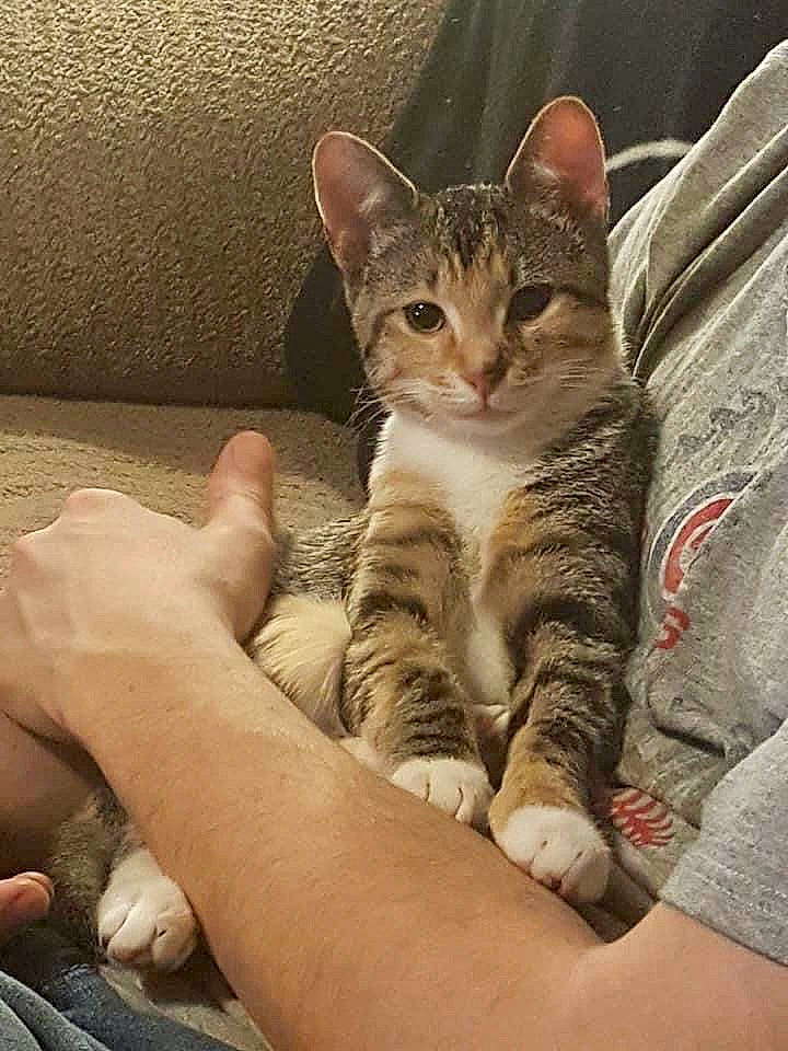 Caramel joined the competition — help win amazing prizes! carnivore, cat, claw, comfort, domestic_short_haired_cat, eye, felidae, foot, fur, gesture, nail, paw, sitting, small_to_medium_sized_cats, snout, terrestrial_animal, whiskers