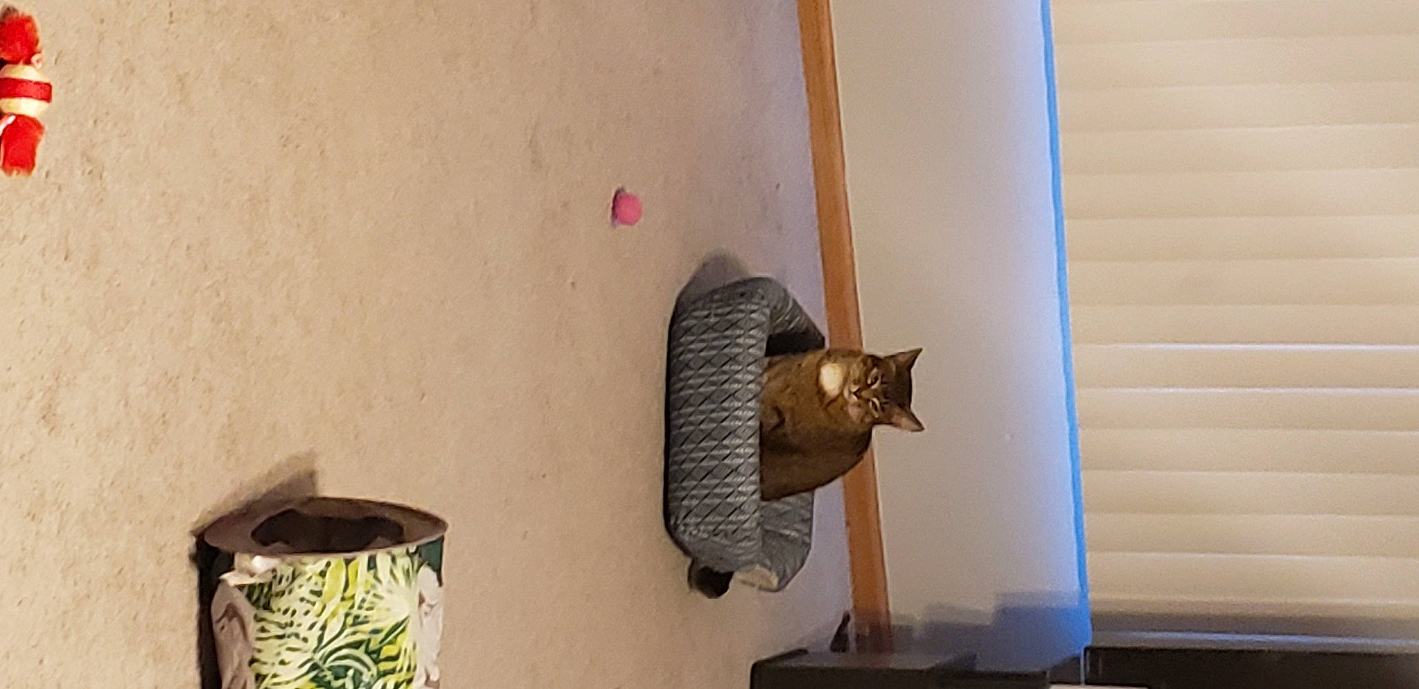 Diamond joined the competition — help win amazing prizes! art, bird_supply, carnivore, cat, cat_supply, ceiling, cylinder, felidae, metal, pet_supply, plant, room, sculpture, shelf, shelving, small_to_medium_sized_cats, tail, wall, window_covering, wood