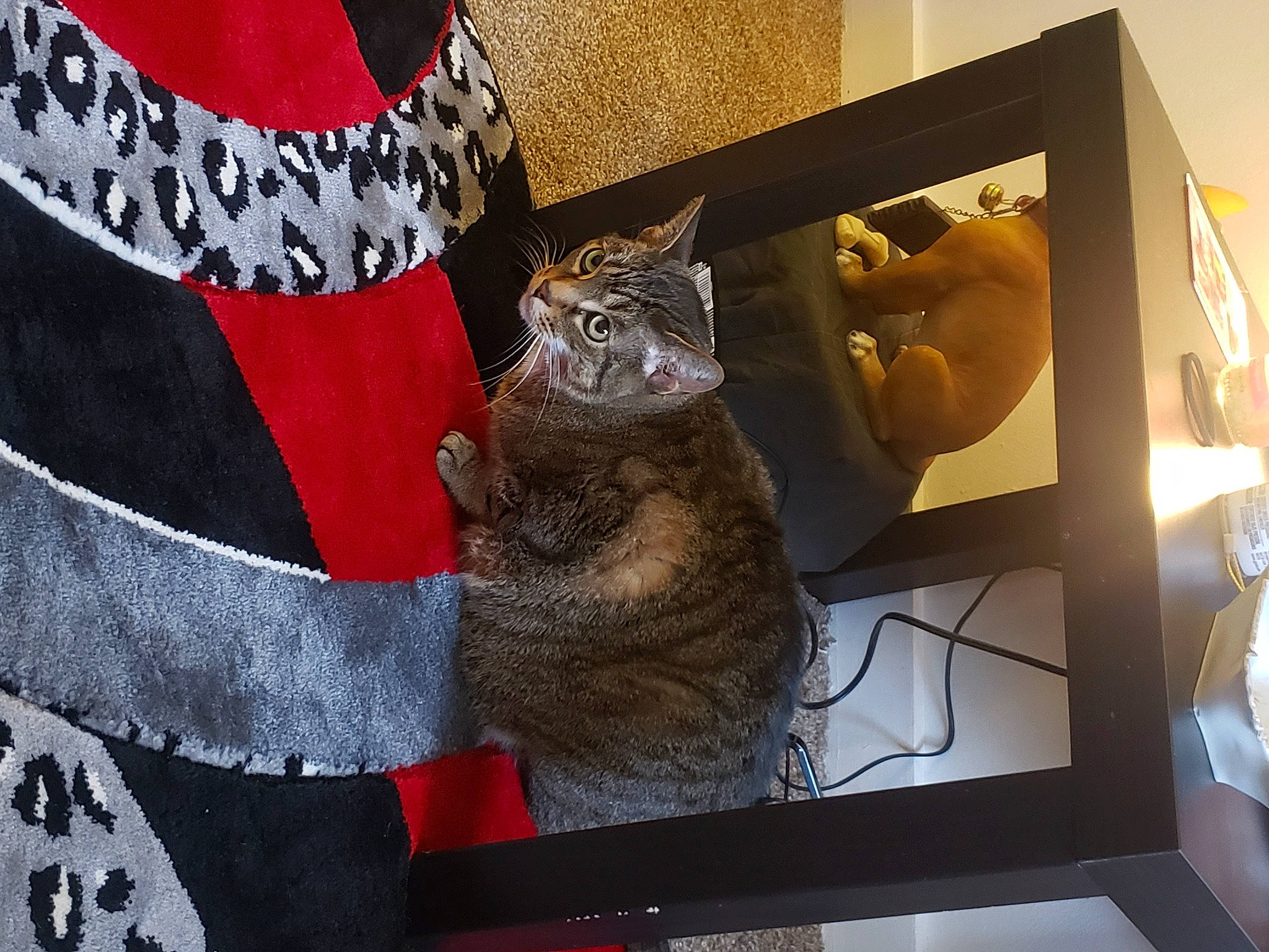 Diamond is registered to the contest to win money with this photo: art, bag, carmine, carnivore, cat, computer_monitor, display_device, domestic_short_haired_cat, fawn, felidae, fur, pattern, room, shelf, sleeve, small_to_medium_sized_cats, stuffed_toy, tail, visual_arts, whiskers