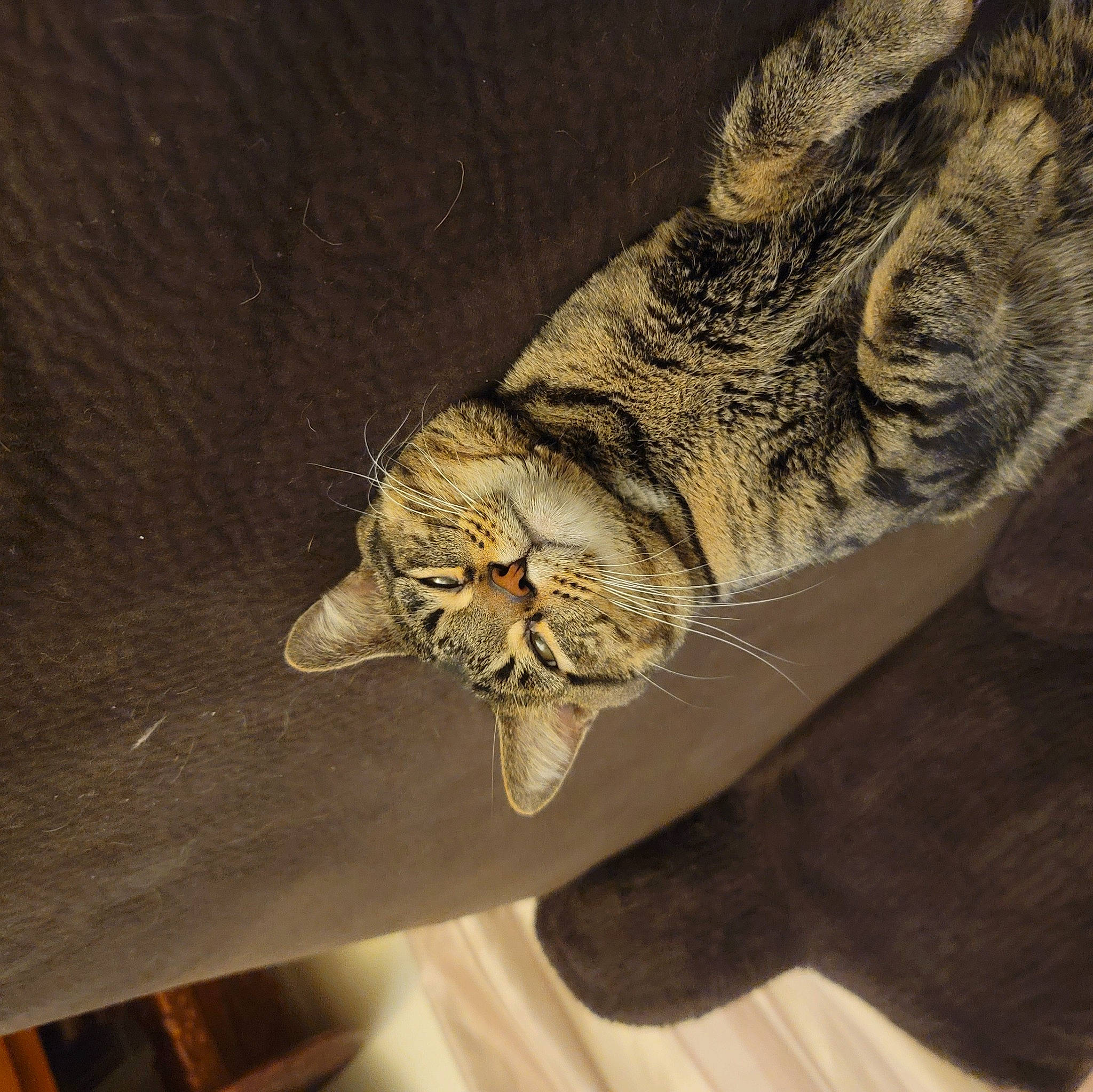 Shadow is registered to the contest to win money with this photo: art, artifact, big_cats, cat, claw, feather, felidae, foot, fur, gesture, human_leg, metal, paw, plant, small_to_medium_sized_cats, tail, terrestrial_animal, visual_arts, whiskers, wood