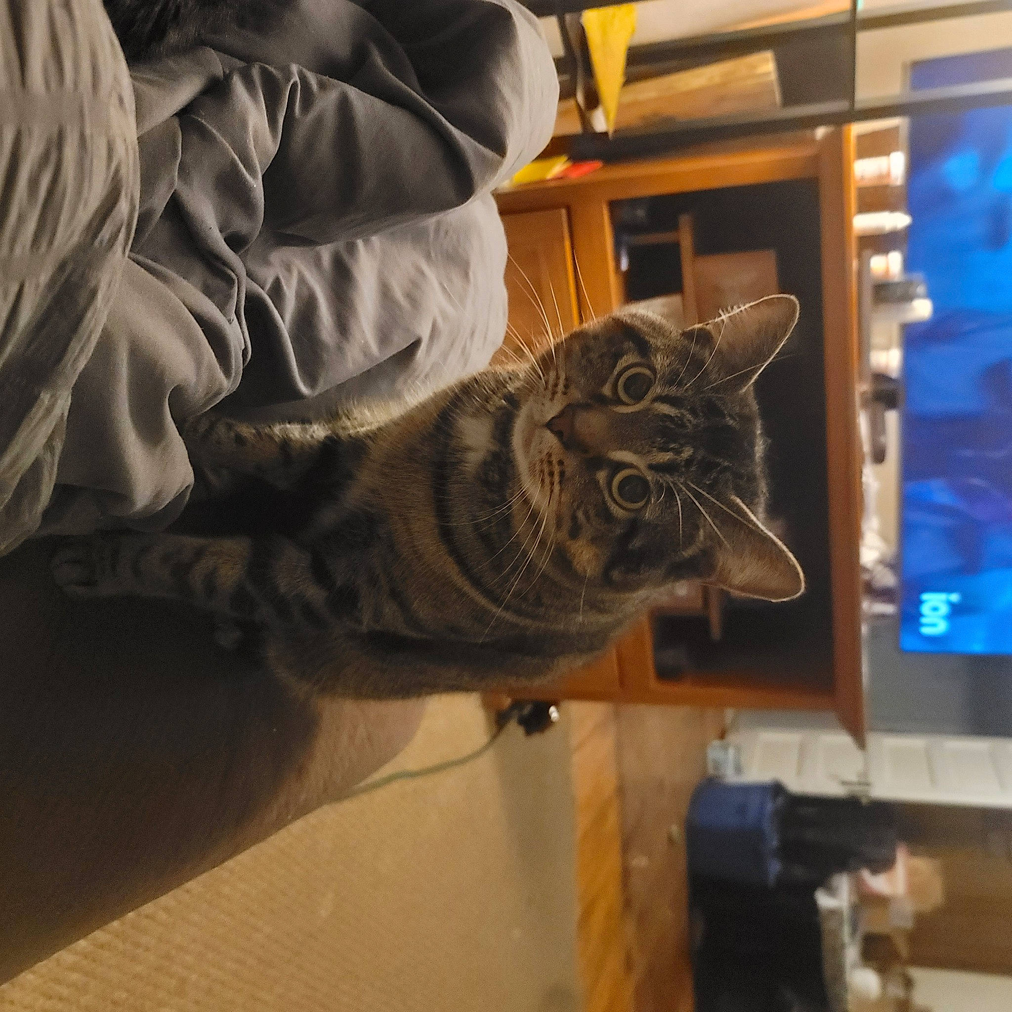 Shadow joined the competition — help win amazing prizes! carnivore, cat, comfort, domestic_short_haired_cat, felidae, flooring, fur, hardwood, mammal, room, shelf, small_to_medium_sized_cats, tail, vertebrate, whiskers, wood