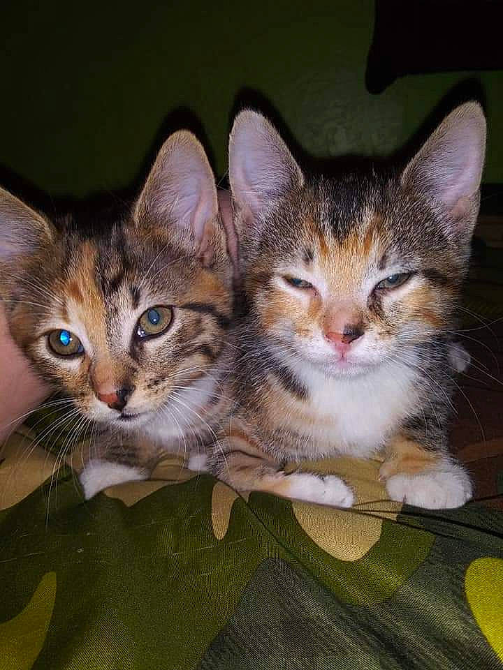 Camo joined the competition — help win amazing prizes! carnivore, cat, domestic_short_haired_cat, ear, felidae, fur, head, paw, small_to_medium_sized_cats, snout, whiskers